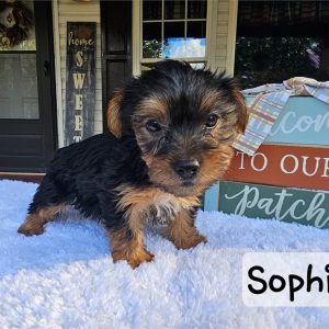 Yorkshire Terrier-Sophia-Birthday: 07/15/2026