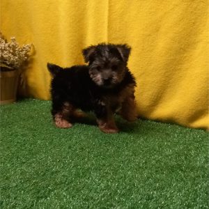 Yorkshire Terrier-Everly-Birthday: 08/01/2026