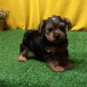 Yorkshire Terrier-Grey-Birthday: 08/01/2026