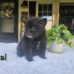 Pomeranian-Coal-Birthday: 07/02/2026