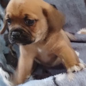 Puggle-Scarlett-Birthday: 07/14/2026