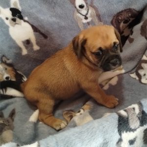 Puggle-Tilly-Birthday: 07/14/2026