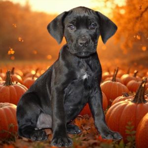 Cane Corso-Lilith-Birthday: 08/16/2026