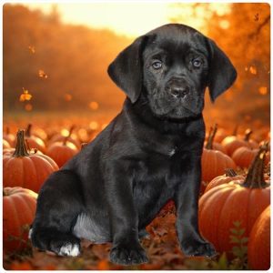 Cane Corso-Duke-Birthday: 08/16/2026