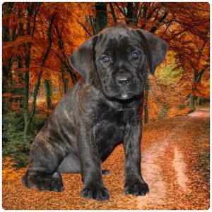 Cane Corso-Hela-Birthday: 08/16/2026