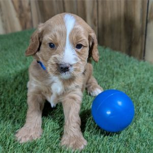 CavaPoo-Teddy-Birthday: 08/25/2026