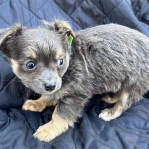 Chihuahua-Pace-Birthday: 08/23/2026