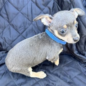Chihuahua-Pablo-Birthday: 08/23/2026