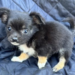Chihuahua-Leo-Birthday: 08/23/2026