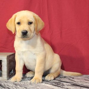 Labrador Retriever-Zoey-Birthday: 08/09/2026