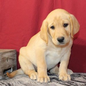 Labrador Retriever-Leah-Birthday: 08/09/2026