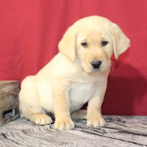 Labrador Retriever-Sarge-Birthday: 08/09/2026