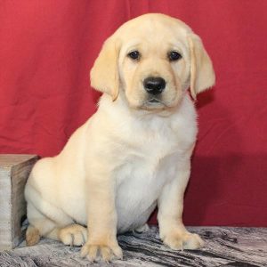 Labrador Retriever-Winnie-Birthday: 08/09/2026