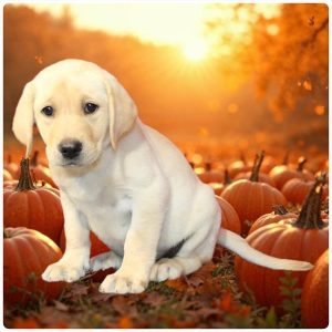 Labrador Retriever-Delilah-Birthday: 08/16/2026