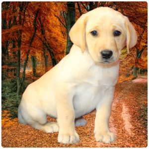 Labrador Retriever-Solara-Birthday: 08/16/2026
