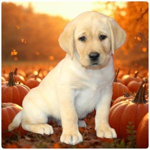 Labrador Retriever-Nixie-Birthday: 08/16/2026