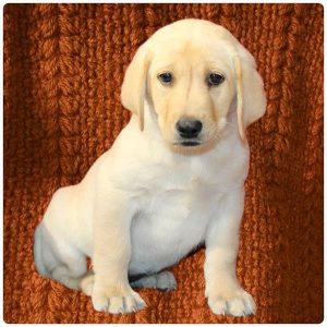 Labrador Retriever-Zaya-Birthday: 08/16/2026