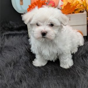 Maltese-Joey-Birthday: 07/26/2026