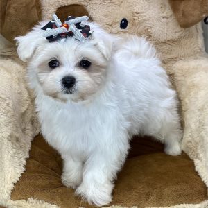 Maltese-Zayden-Birthday: 08/22/2026