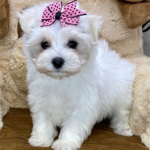 Maltese-Hendrix-Birthday: 08/22/2026