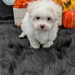 Maltese(Neutered)-Harvey-Birthday: 07/26/2026
