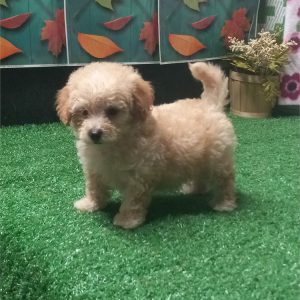 MaltiPoo-Kody-Birthday: 08/15/2026