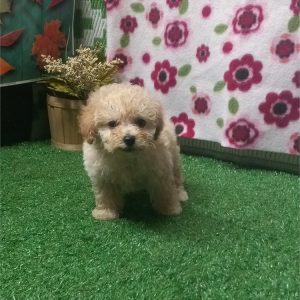 MaltiPoo-Jake-Birthday: 08/15/2026