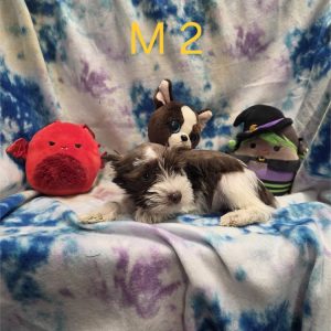 Miniature Schnauzer-Kobe-Birthday: 08/22/2026