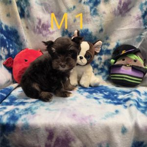 Miniature Schnauzer-Hunter-Birthday: 08/22/2026