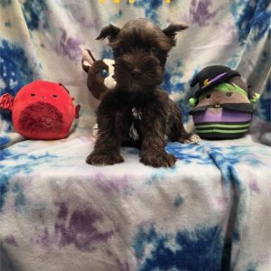 Miniature Schnauzer-Tobias-Birthday: 08/22/2026