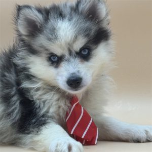 Pomsky-Kyro-Birthday: 08/16/2026