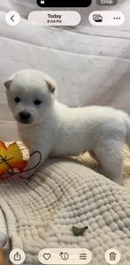 Shiba inu-Yuki-Birthday: 09/11/2026