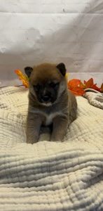 Shiba inu-Cali-Birthday: 09/11/2026