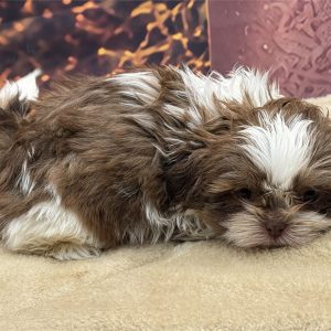 Shih Tzu-Zinky-Birthday: 08/21/2026
