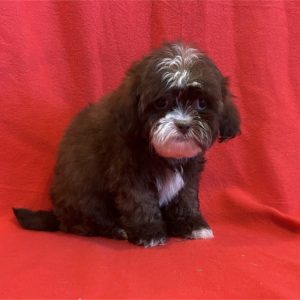 ShihPoo-Daisy-Birthday: 07/17/2026