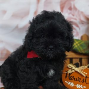 Shihpoo-Creed-Birthday: 07/18/2026