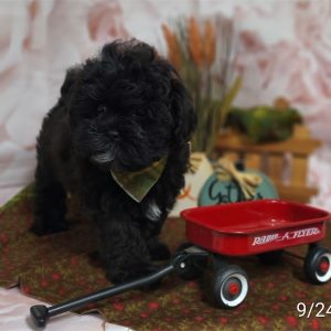 Shihpoo-Hally-Birthday: 07/18/2026