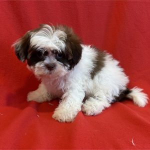 ShihPoo-Jenna-Birthday: 07/17/2026