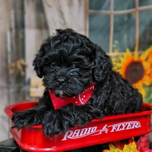 Shihpoo-Gunner-Birthday: 07/18/2026