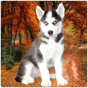 Siberian Husky-Atlas-Birthday: 08/16/2026