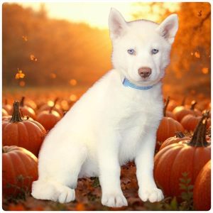 Siberian Husky-Aspen-Birthday: 08/16/2026