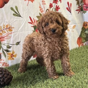 Toy Poodle-Lily-Birthday: 08/14/2026