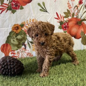 Toy Poodle-Gia-Birthday: 08/14/2026
