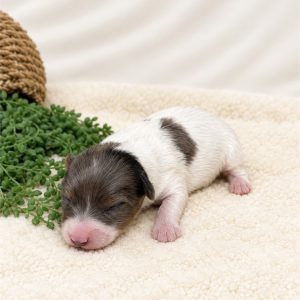 YorkiePoo-Juno-Birthday: 10/07/2026