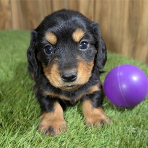 Dachshund-Aurora-Birthday: 09/17/2026