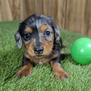 Dachshund-Angus-Birthday: 09/17/2026