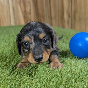 Dachshund-Aldo-Birthday: 09/17/2026