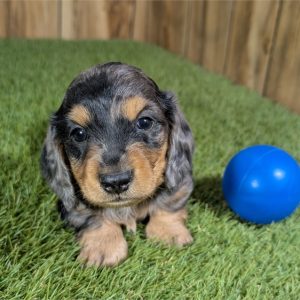 Dachshund-Snoop-Birthday: 09/23/2026