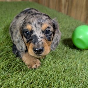 Dachshund-Tyson-Birthday: 09/23/2026