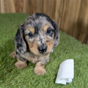 Dachshund-Louie-Birthday: 09/23/2026